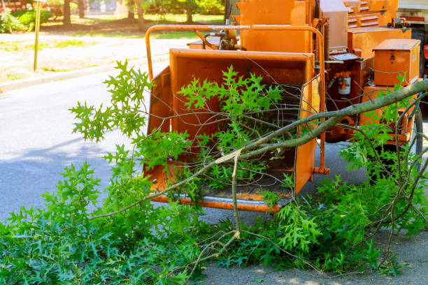 Best Emergency Tree Service  in Gotha, FL